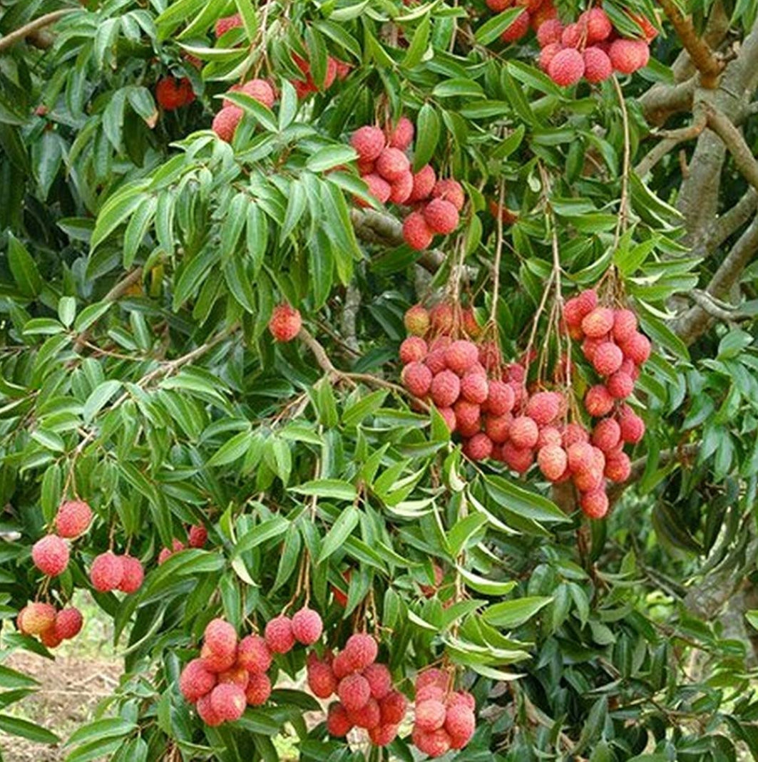 Litchi fruit plant