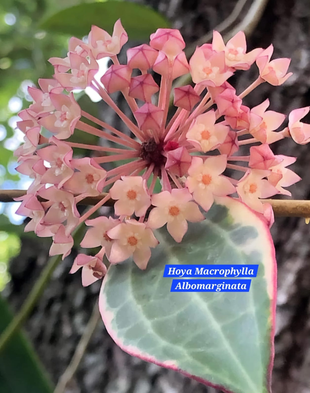 Hoya Macrophylla Albomarginata