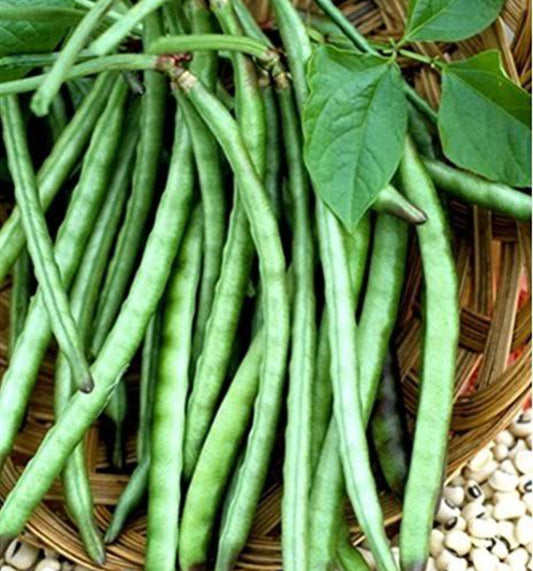 Lobia beans vegitable seeds