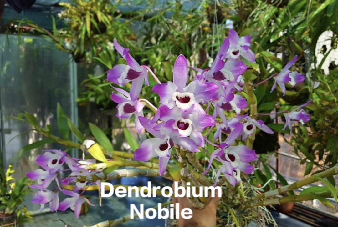 Dendrobium Nobile