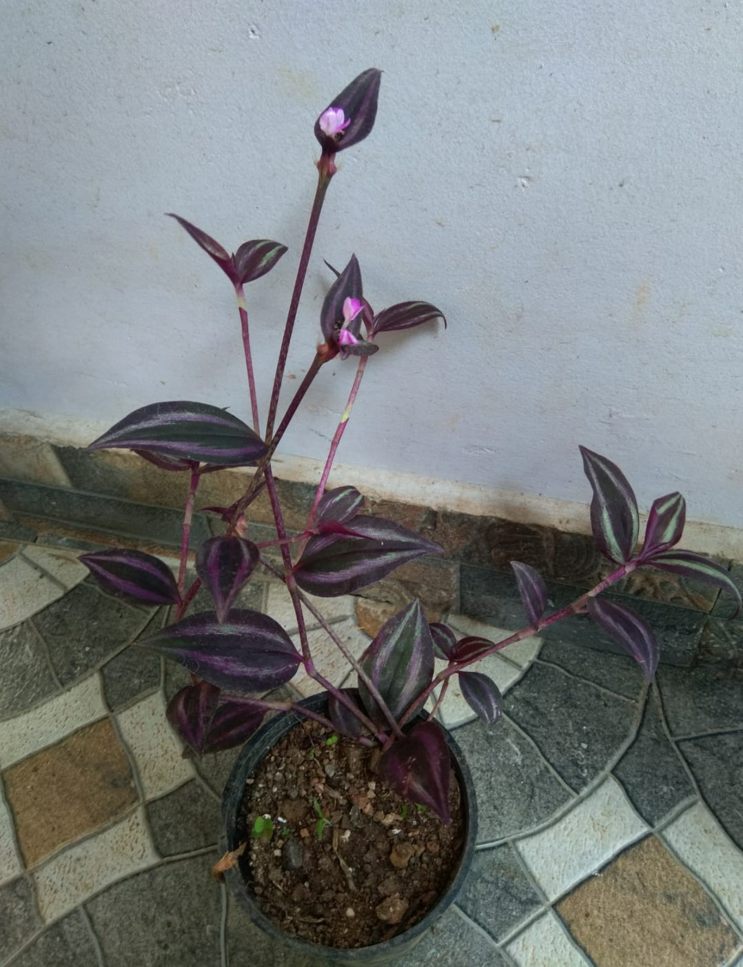 Tradescantia Deep Purple (Semishade)