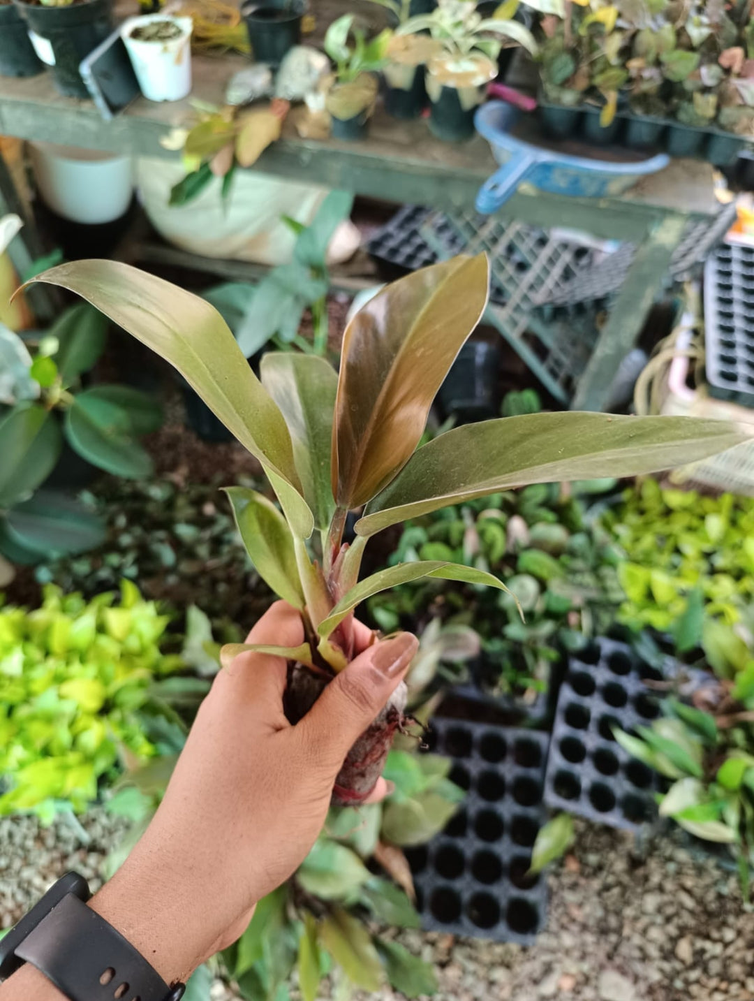 Philodendron Cherry Red plant