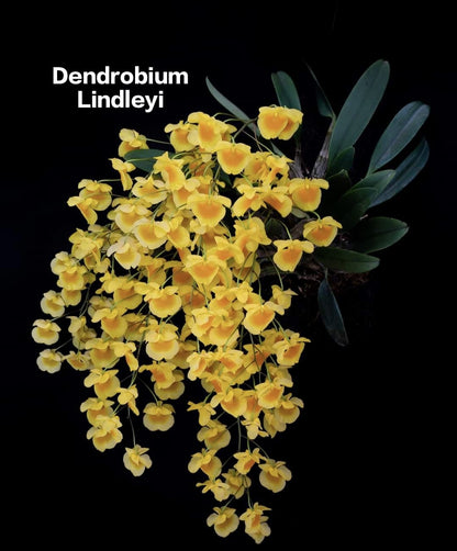 Dendrobium Lindleyi (Species)