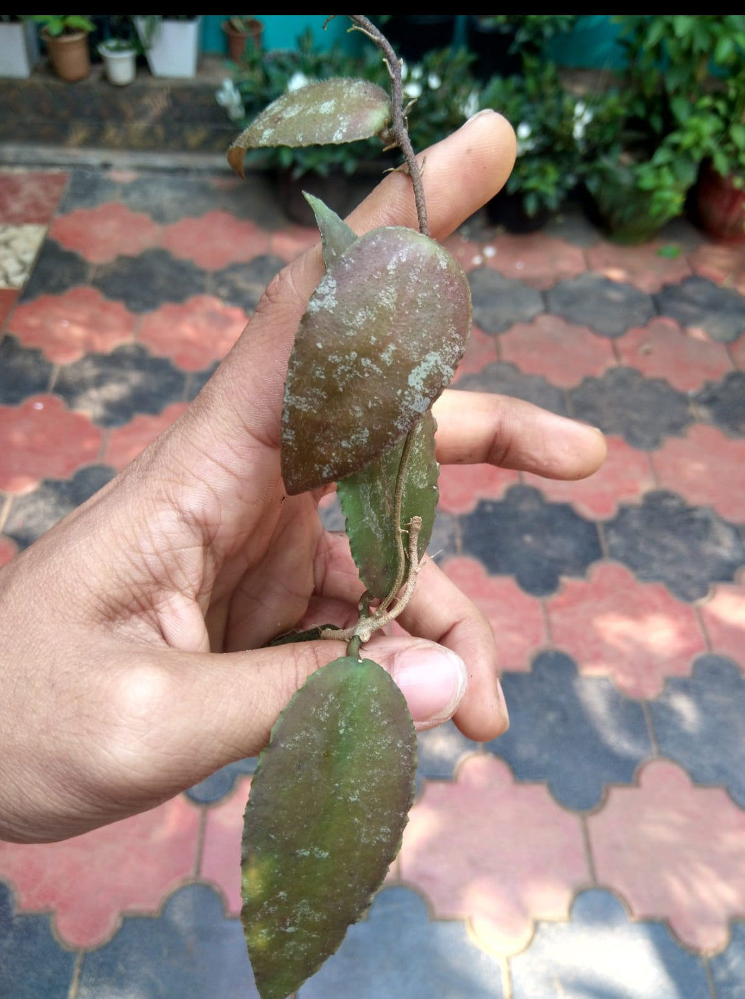 Hoya Caudata Sumatra Rare (Semishade)