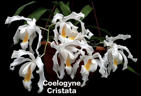 Coelogyne Cristata