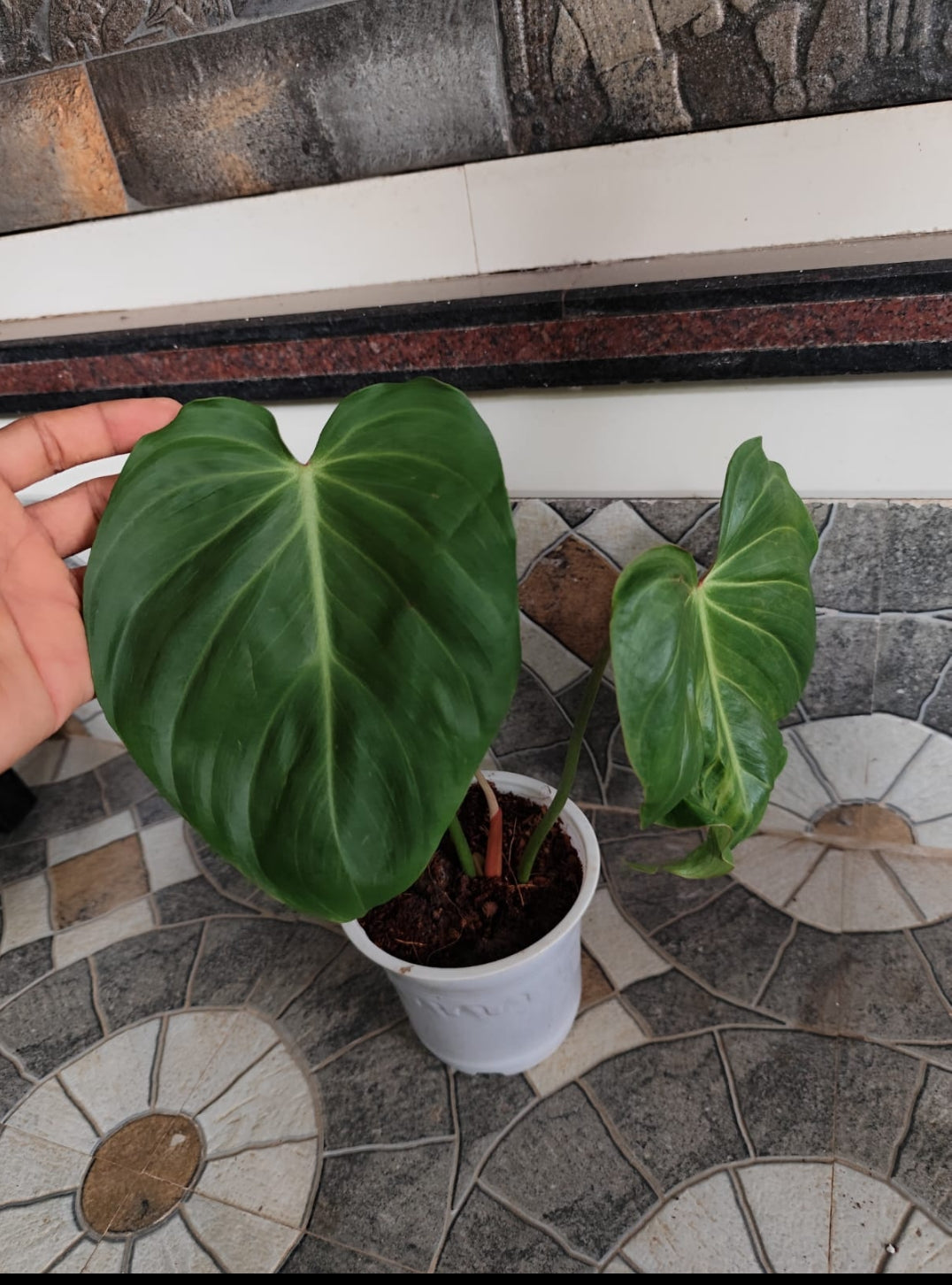 Philodendron Pink Glory