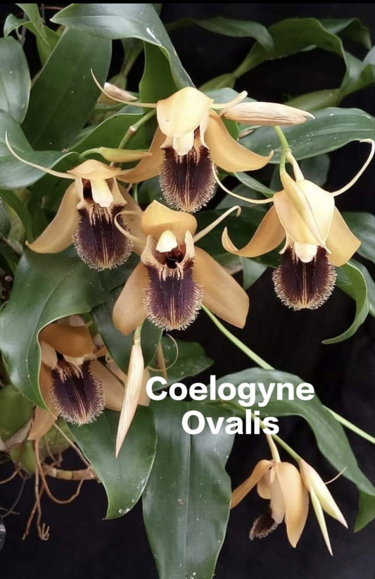 Coelogyne Ovalis