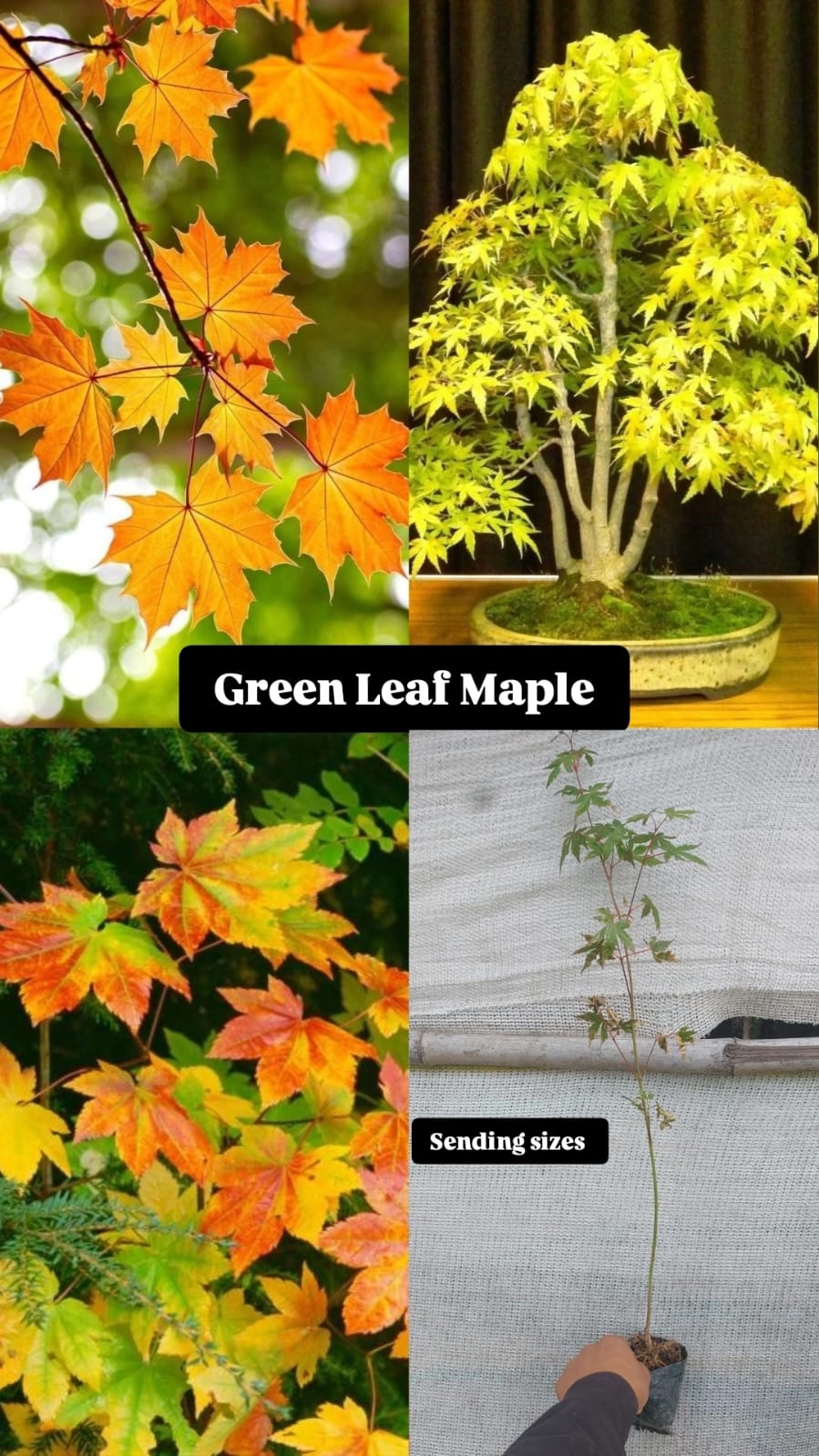 Green leaf maple Plant