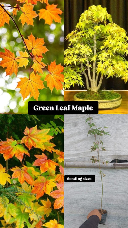 Green leaf maple Plant
