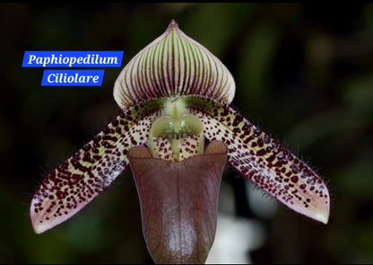 Paphiopedilum Ciliolare