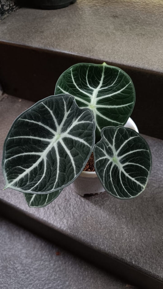 Alocasia ninja