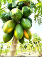 Papaya Fruit plant