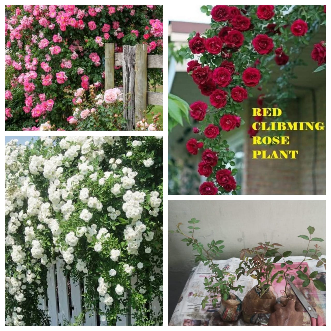 Climbing rose