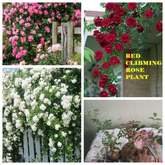 Climbing rose