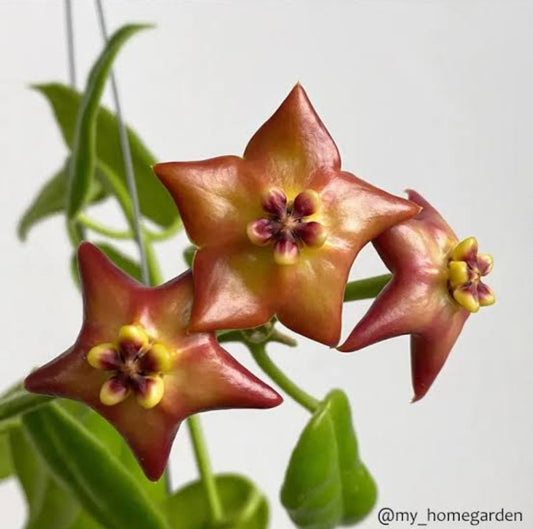 Hoya Affinis (Semishade)