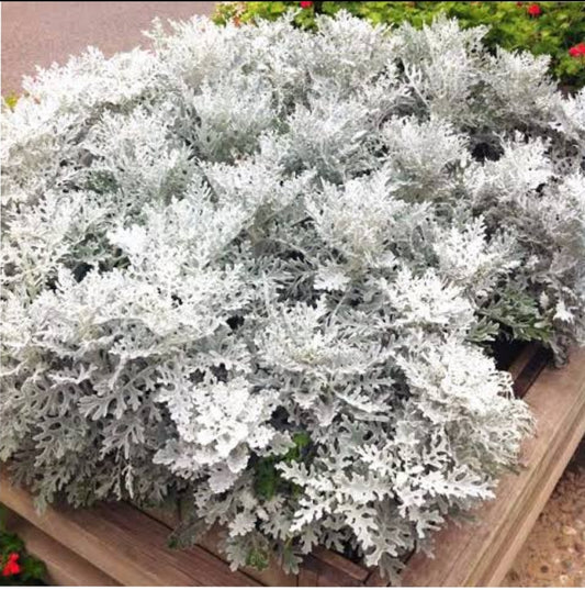 Silver dust Tobias imported winter Flower seeds