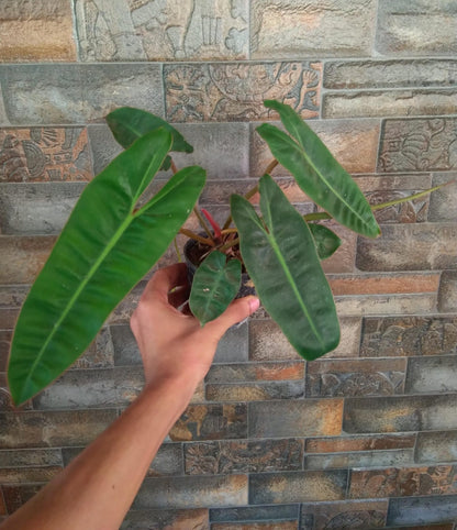 Philodendron Billitae plant