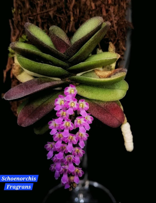 Schoenorchis Fragrans