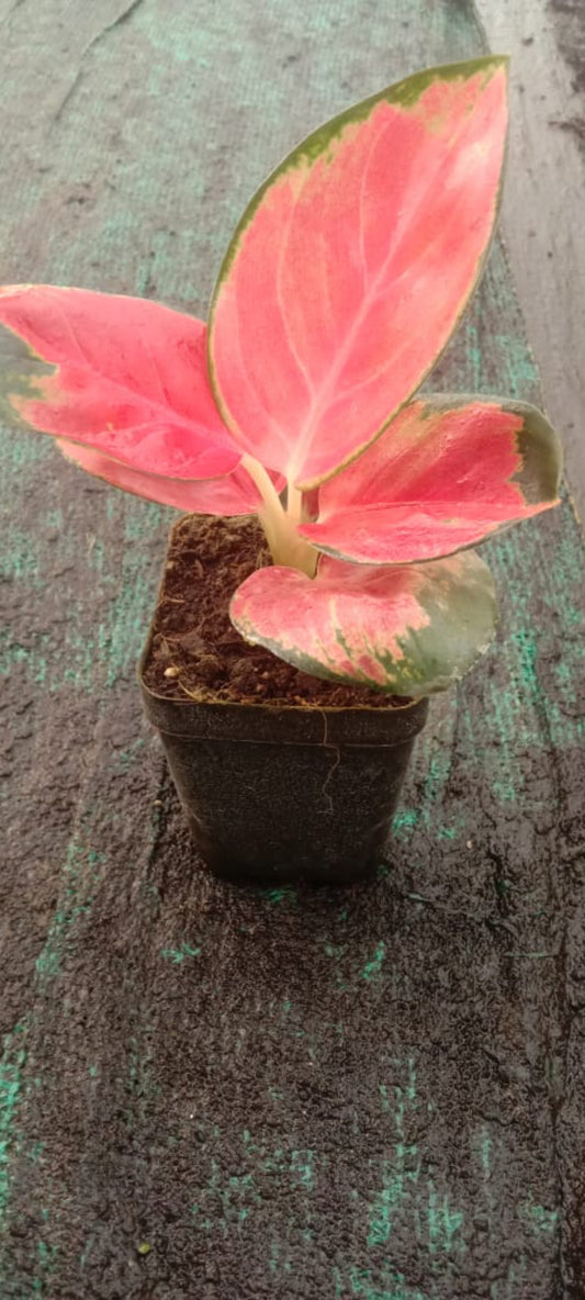 Aglonima Thai red plant