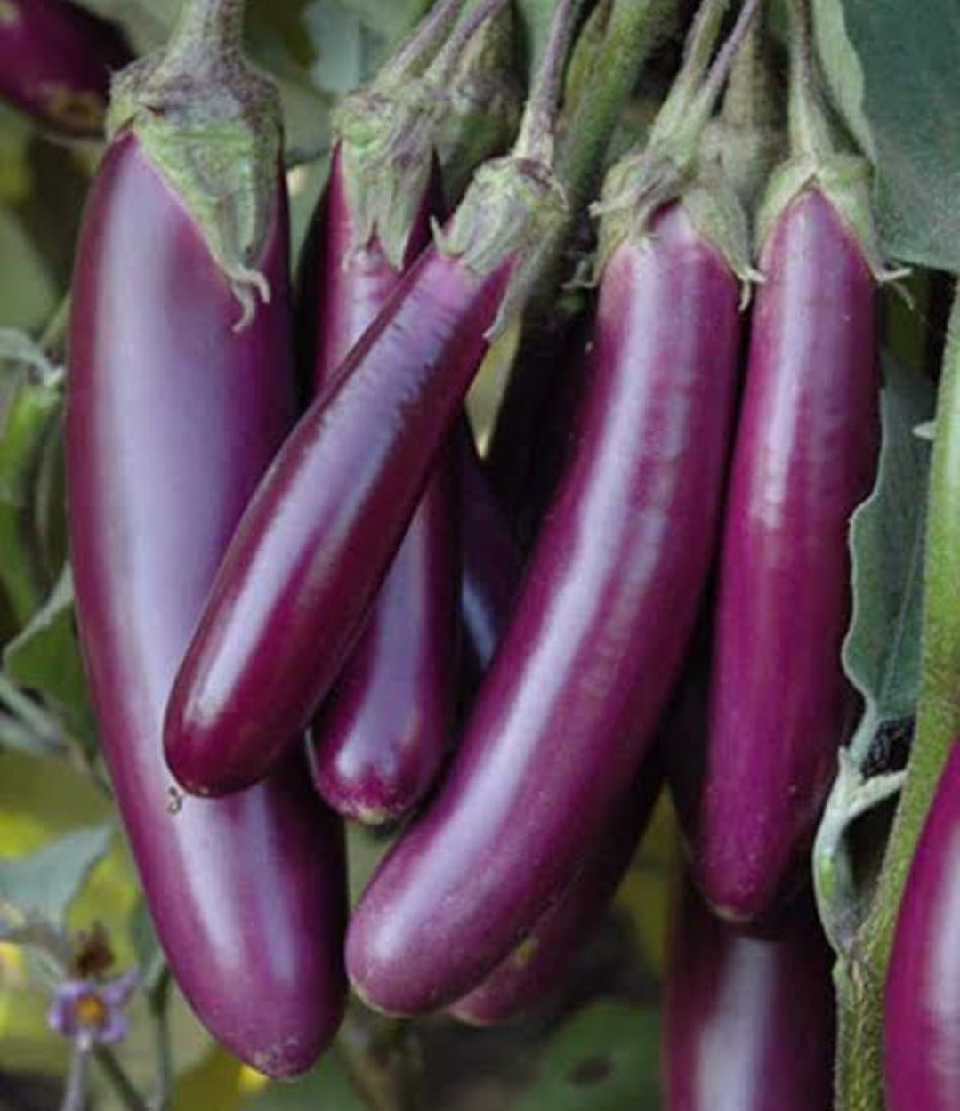 Brinjal long vegitable seeds