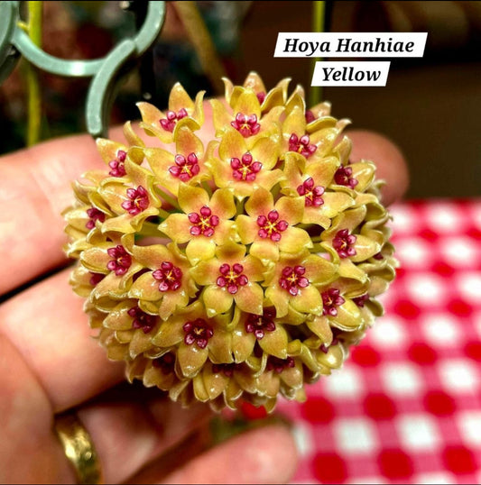 Hoya Hanhiae Yellow