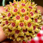 Hoya Hanhiae Yellow