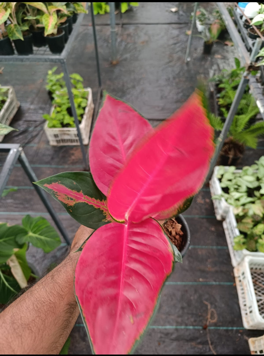 Thai super Red plant