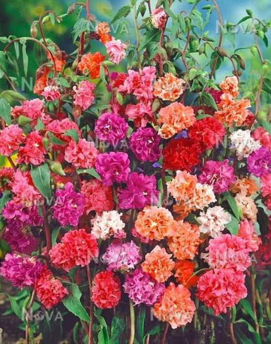 Clarkia mix winter Flower seeds