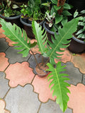 Philodendron Pluto Big Size plant
