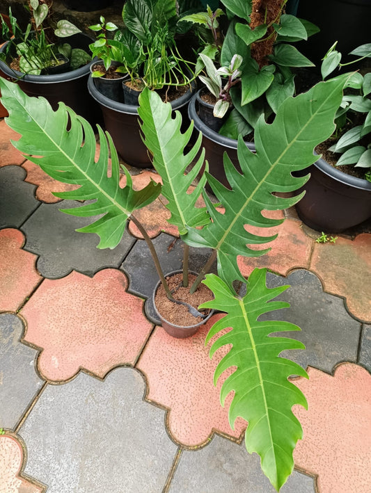 Philodendron Pluto Big Size plant