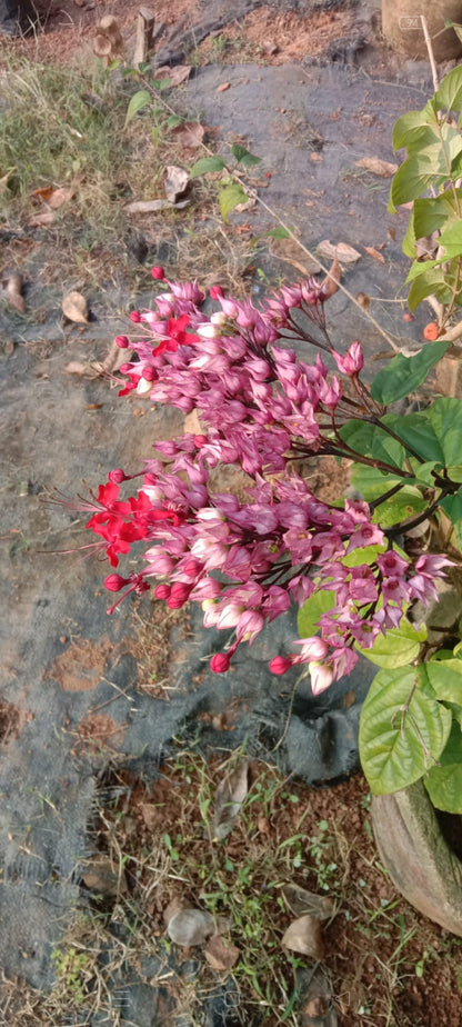 Red Bleeding heart vine