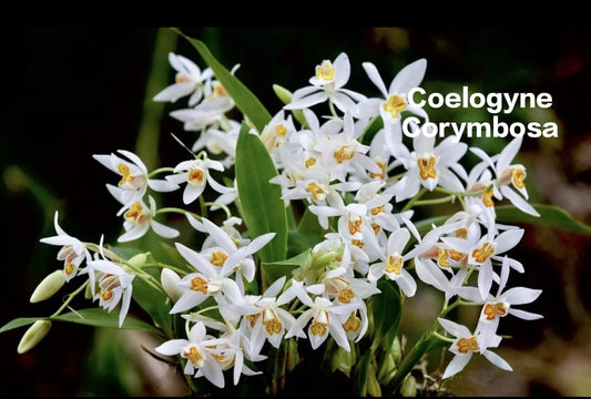 Coelogyne Corymbosa