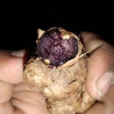 Black ginger seeds bulbs