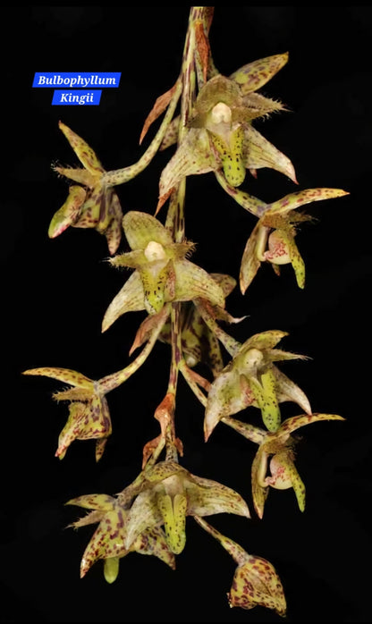 Bulbophyllum Kingii