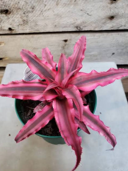 Cryptanthus Bivittatus Big Size Plant