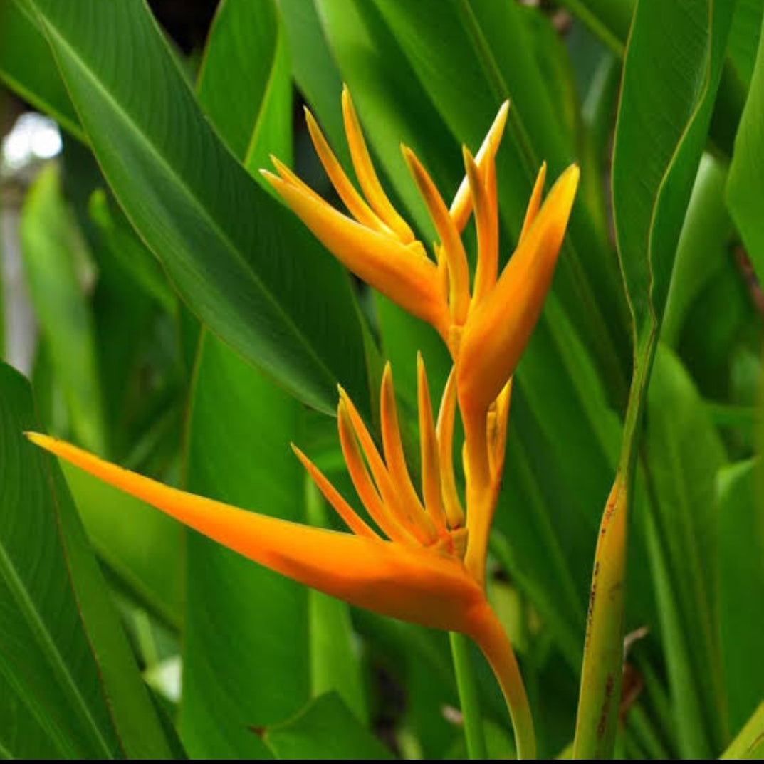 Heliconia Psittacorum Golden tourch