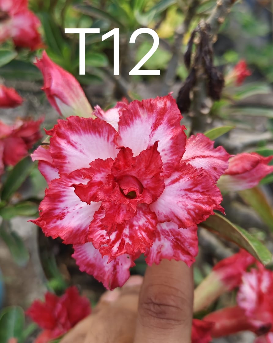 Adnium plant florist red white colour