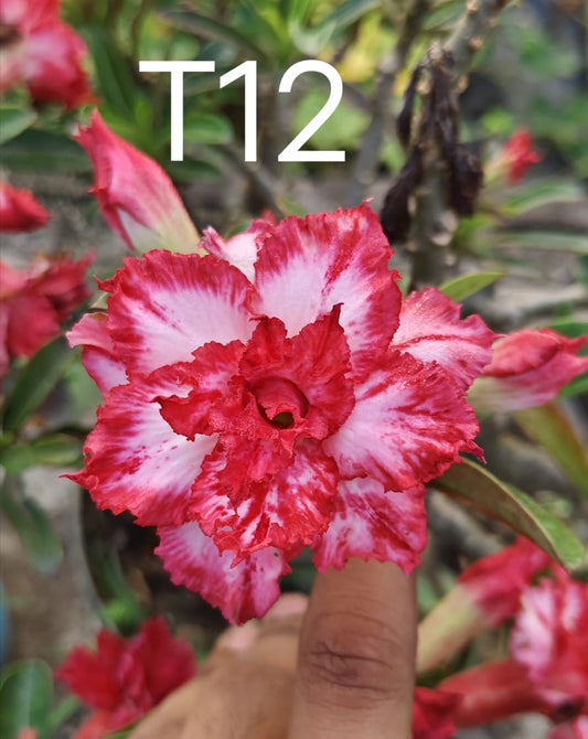 Adnium plant florist red white colour