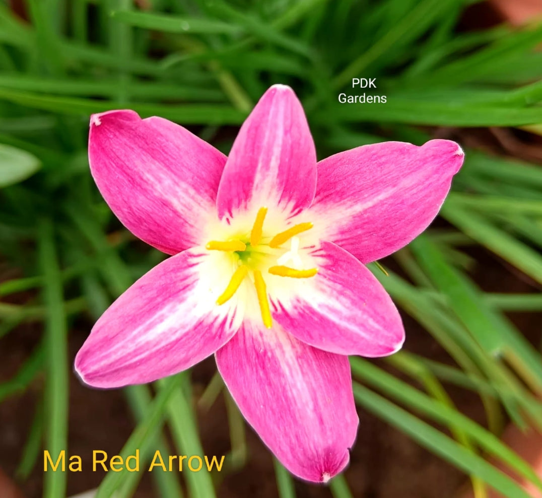 Ma red Arrow rain Lily bulb