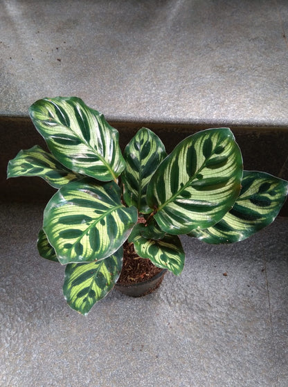 Calathea 20