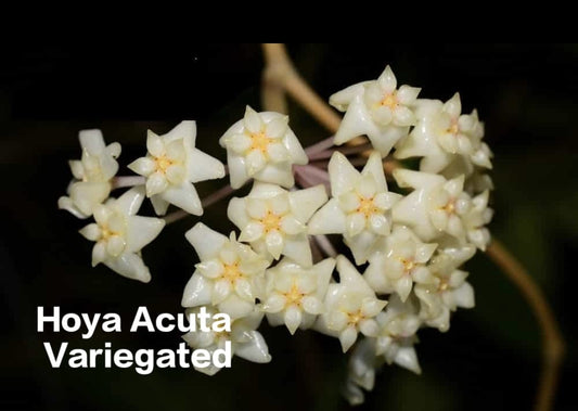 Hoya Acuta Variegated