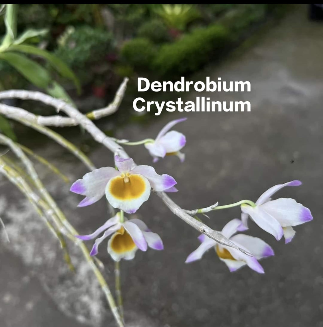 Dendrobium Crystallinum