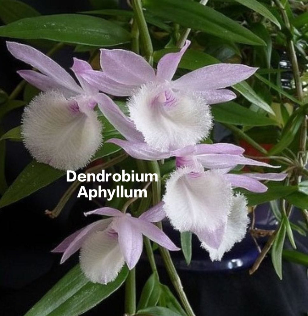 Dendrobium Aphyllum