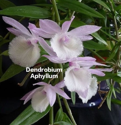 Dendrobium Aphyllum