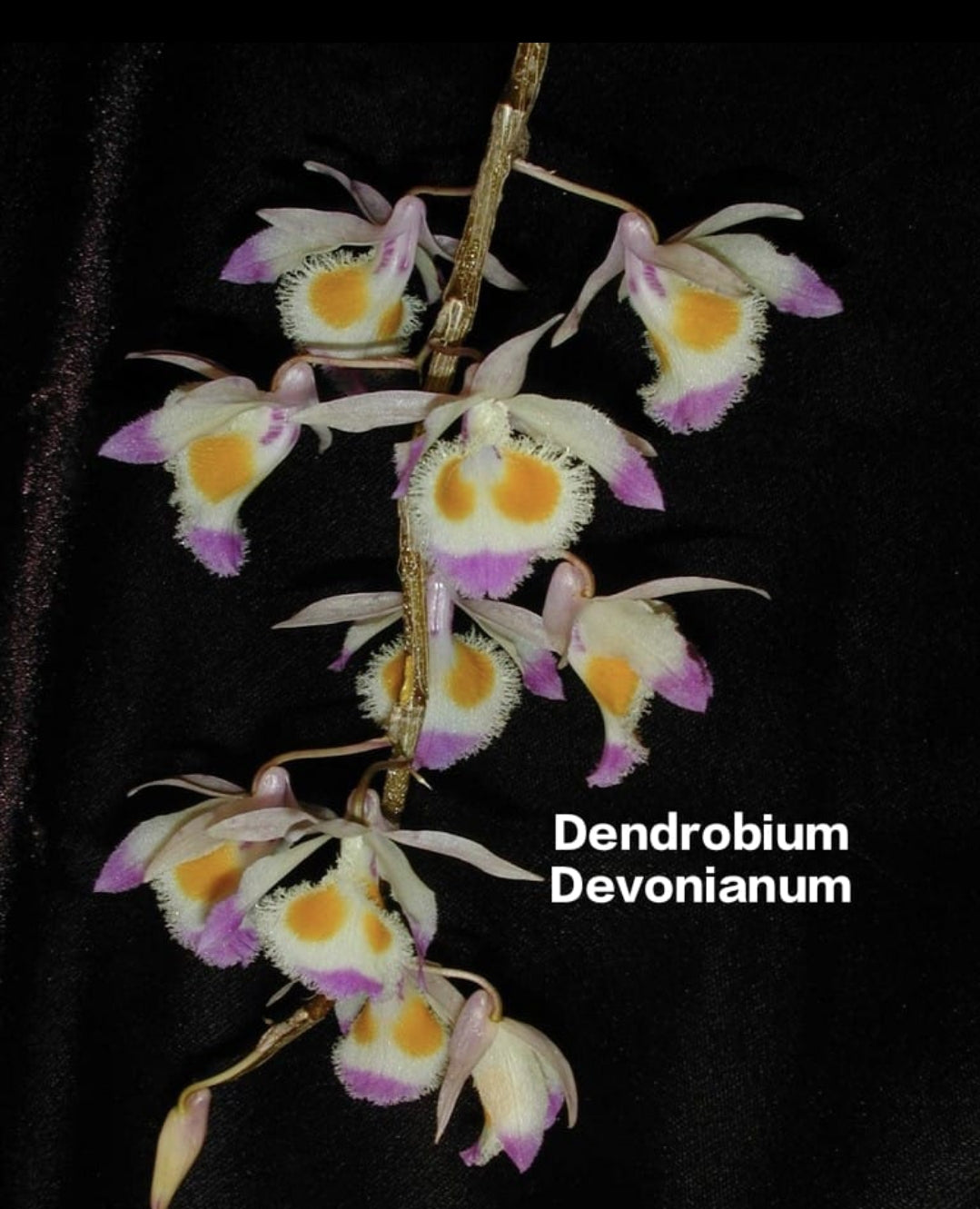 Dendrobium Devonianum