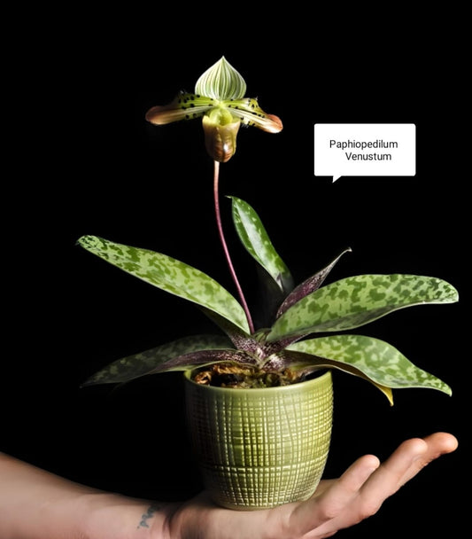 Paphiopedilum Venustum