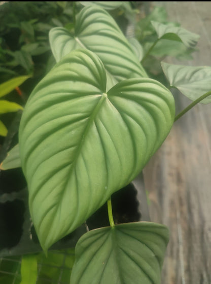 Philodendron Colombia SP Plant| Indoor plants