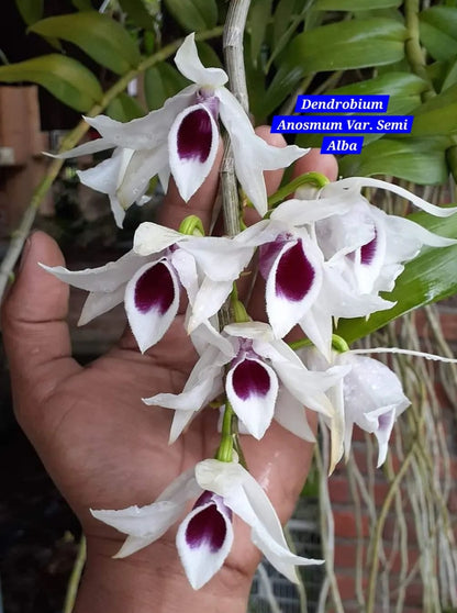 Dendrobium Anosmum Semi