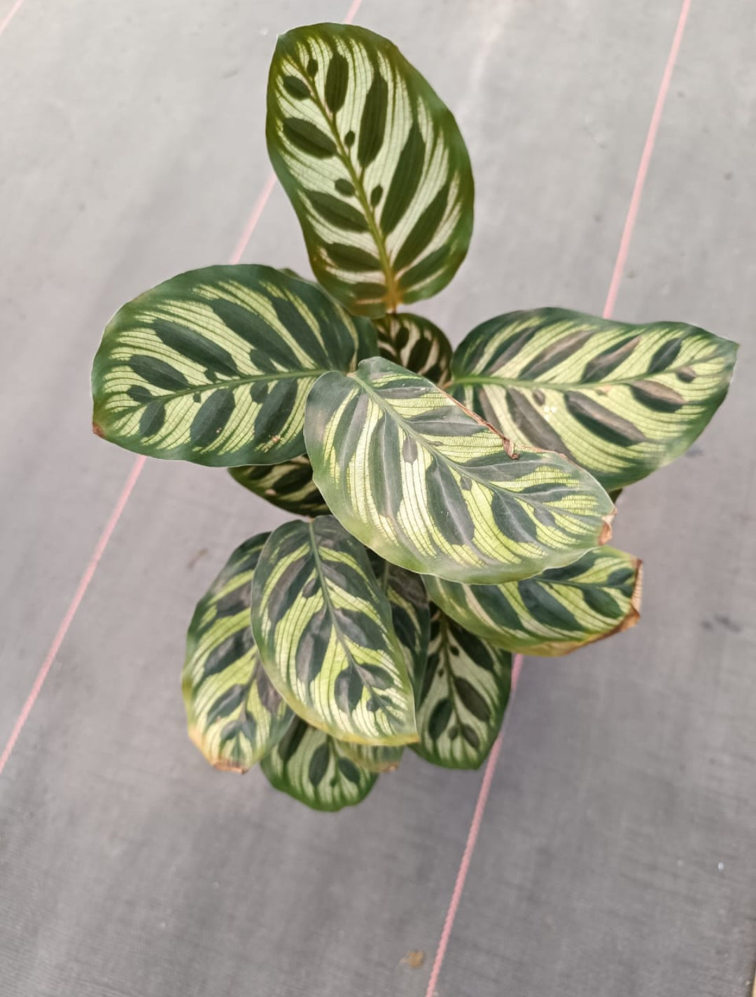 Calathea Makoyana - Peacock