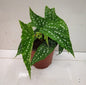 Begonia -2 (Outdoor Plant)
